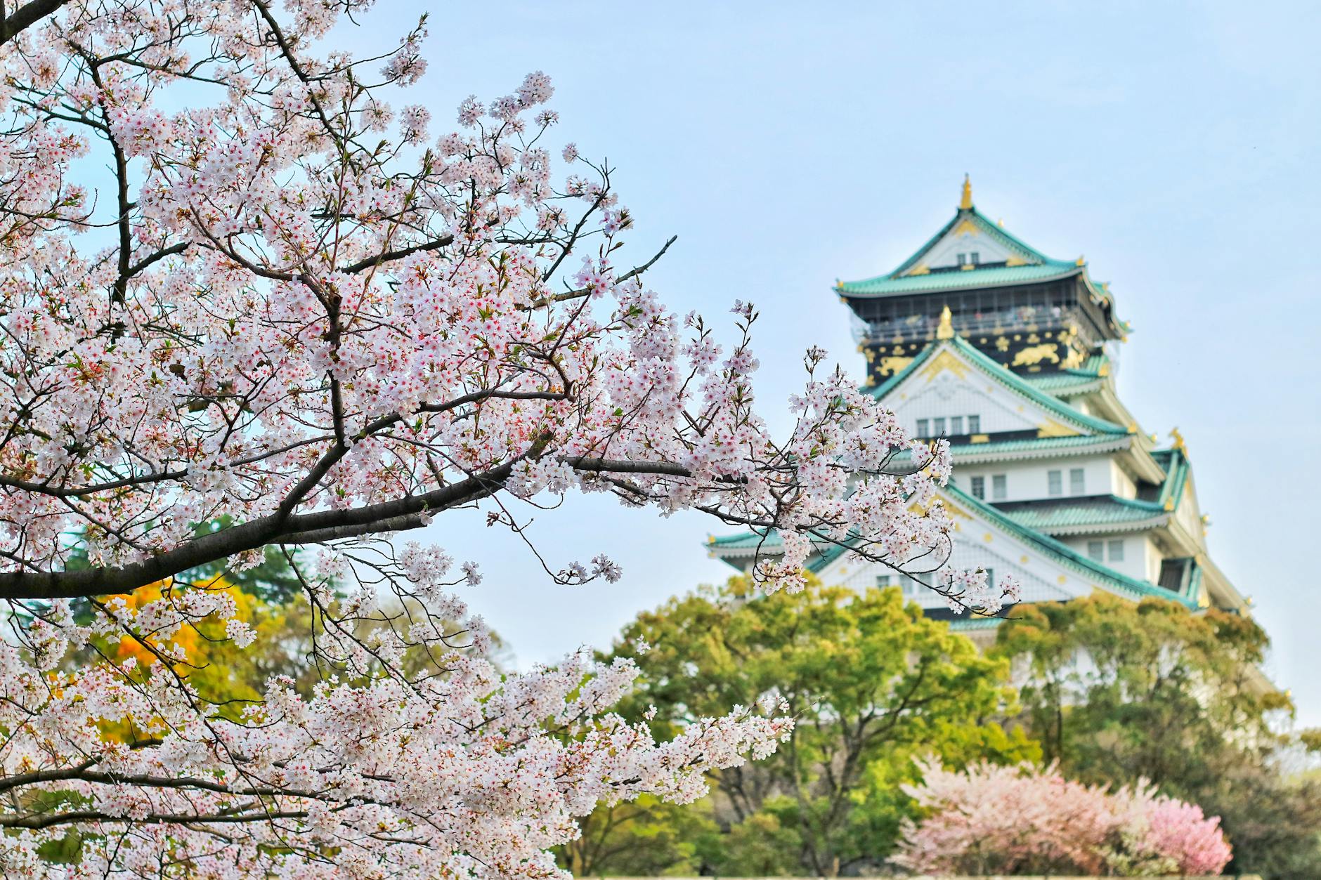 Asia Life List