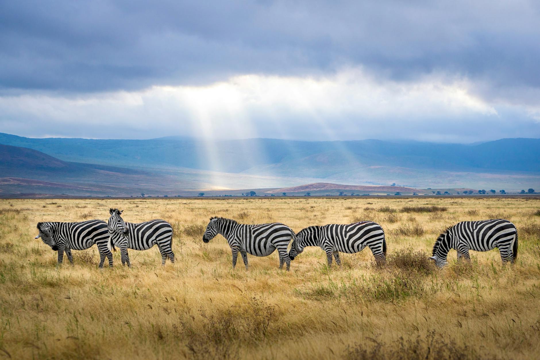 Africa Life List