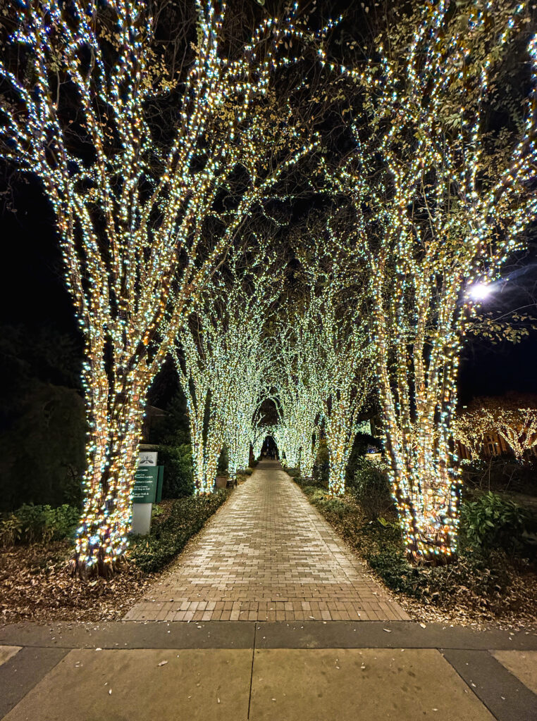 christmas lights
