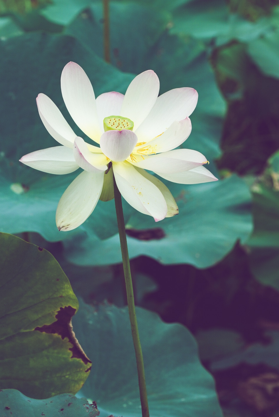 Lotus Flower