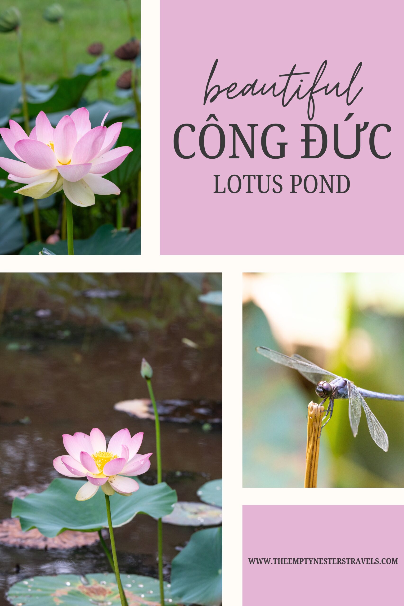 Công Đức Lotus Pond